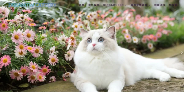 夢幻布偶貓
